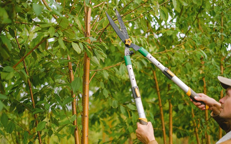 Tree trimming in Kathryn, ND