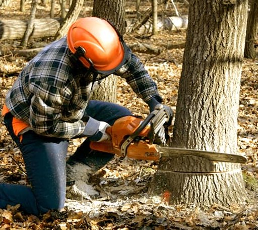 Tree Removal in Kathryn, ND